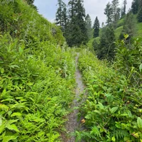 Nathia Gali Hiking Track