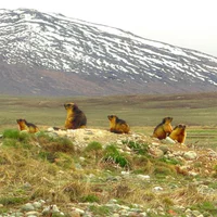 Deosai National Park