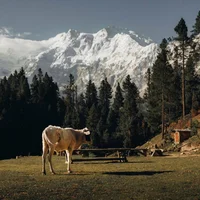 Fairy Meadows Base Camp