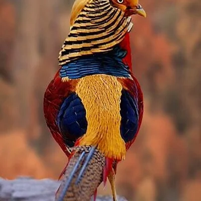Bird Watching